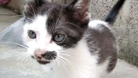 猫咪吃饭爆料视频,萌态十足引网友热议  第1张