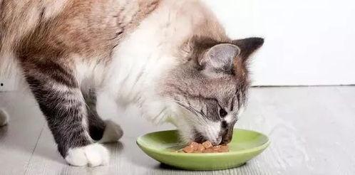 猫咪吃饭爆料视频,萌态十足引网友热议  第2张