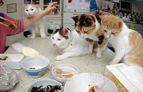 猫咪吃饭爆料视频,萌态十足引网友热议  第3张